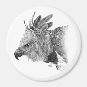 Íman Harpy Eagle Drawing