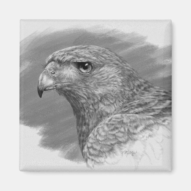 Íman Harris Hawk Drawing (Frente)