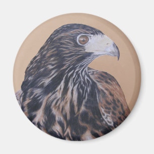 Íman Harris Hawk imaturo