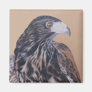 Íman Harris Hawk imaturo