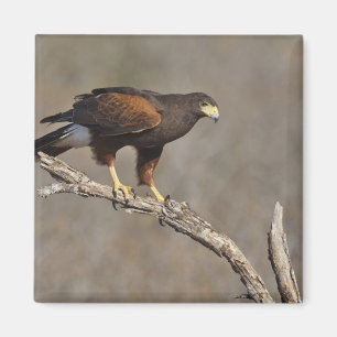 Íman Harris's Hawk perched raptor