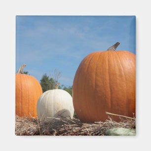 ÍMAN HARVEST TIME!!