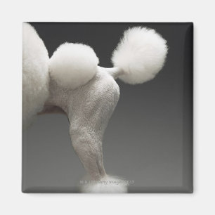 Íman Haunches da caniche, no fundo cinzento