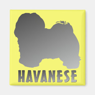 Íman Havanese