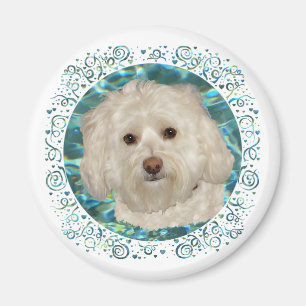 Íman Havanese em Água Turquesa