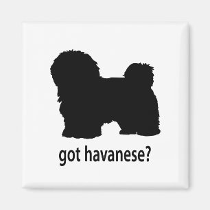 Íman Havanese obtido