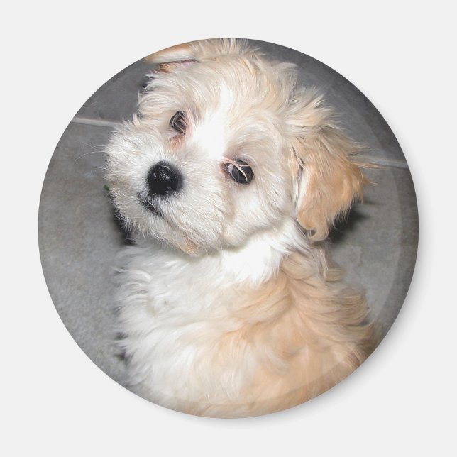 Íman Havanese Puppy (Frente)