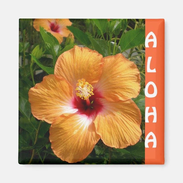 Íman Hawaii Hibiscus Aloha (Frente)