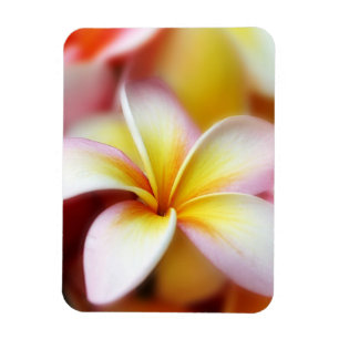 Íman Hawaiian branco da flor de Havaí do Frangipani do