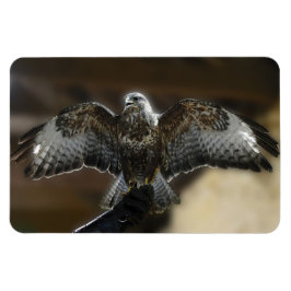 Íman Hawk com o Santuário de Exmoor Owl & Wildlife