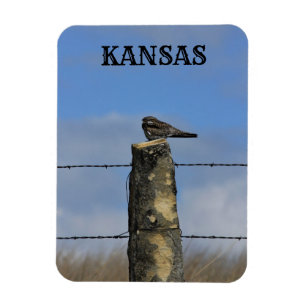 Íman Hawk noturno dormindo em um imã Poste