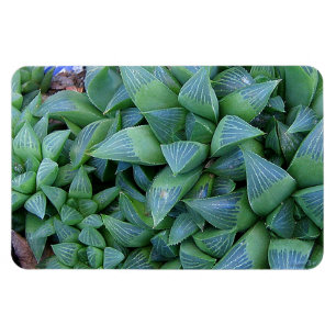 Íman Haworthia verde planta o ímã
