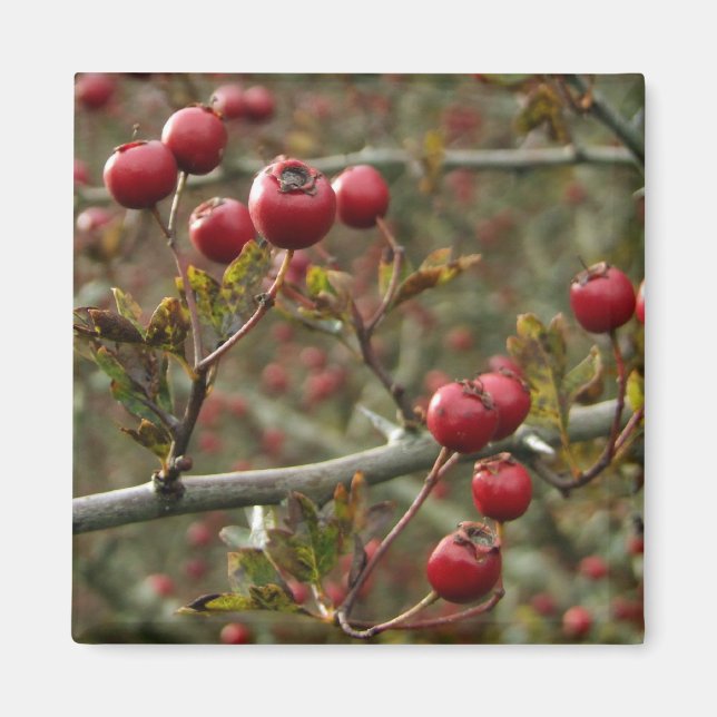 Íman Hawthorn Berries Magnet (Frente)