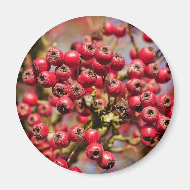 Íman Hawthorn Berries Magnet (Frente)