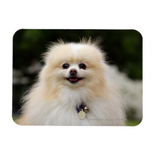 Íman Headshot 1 de Pomeranian