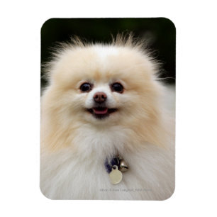 Íman Headshot 1 de Pomeranian