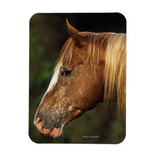 Íman Headshot 1 do cavalo do Appaloosa