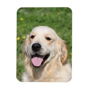 Íman Headshot 1 do golden retriever