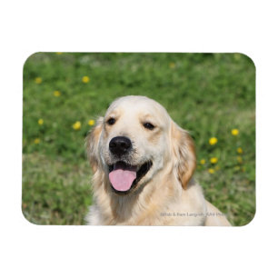 Íman Headshot 1 do golden retriever