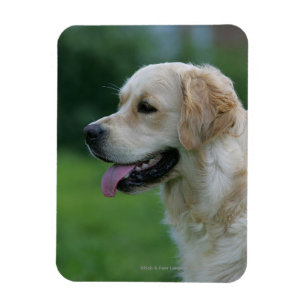 Íman Headshot 2 2 do golden retriever
