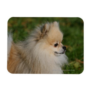 Íman Headshot 2 de Pomeranian