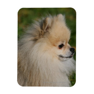 Íman Headshot 2 de Pomeranian
