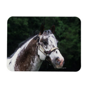 Íman Headshot 2 do cavalo do Appaloosa