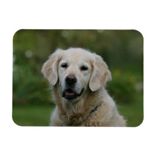 Íman Headshot 2 do golden retriever