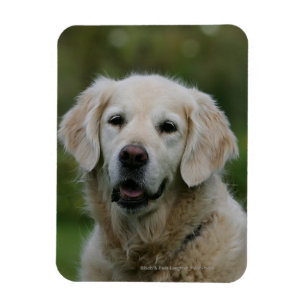 Íman Headshot 2 do golden retriever