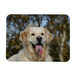 Íman Headshot 3 do golden retriever