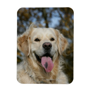 Íman Headshot 3 do golden retriever