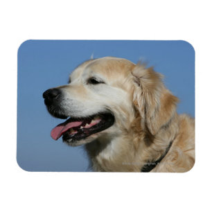 Íman Headshot 4 do golden retriever