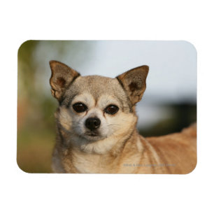 Íman Headshot da chihuahua