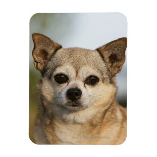 Íman Headshot da chihuahua