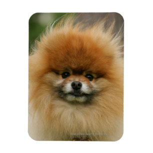 Íman Headshot de Pomeranian que olha a câmera
