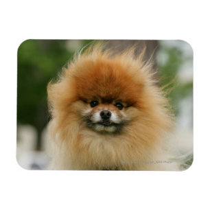 Íman Headshot de Pomeranian que olha a câmera