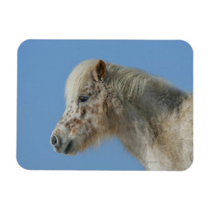 Íman Headshot diminuto do cavalo