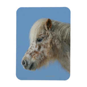 Íman Headshot diminuto do cavalo