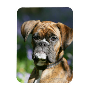 Íman Headshot do cão do pugilista