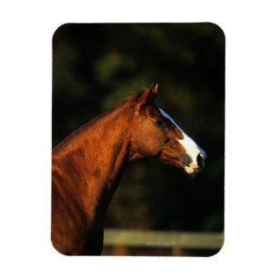 Íman Headshot do cavalo do puro-sangue