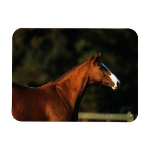 Íman Headshot do cavalo do puro-sangue