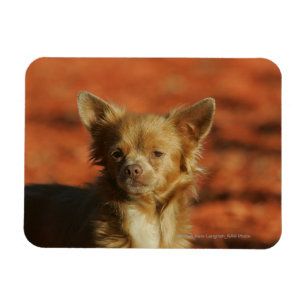 Íman Headshot do filhote de cachorro da chihuahua