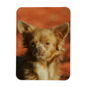 Íman Headshot do filhote de cachorro da chihuahua