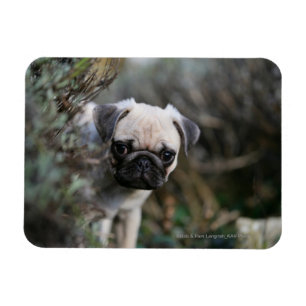 Íman Headshot do filhote de cachorro do Pug da jovem