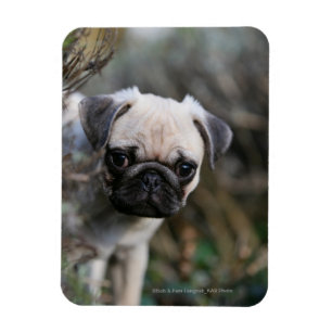 Íman Headshot do filhote de cachorro do Pug da jovem