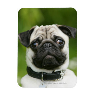 Íman Headshot do Pug