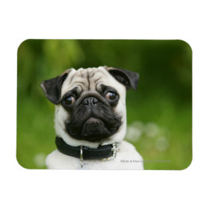 Íman Headshot do Pug