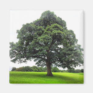 Íman Heaton Park Magnet