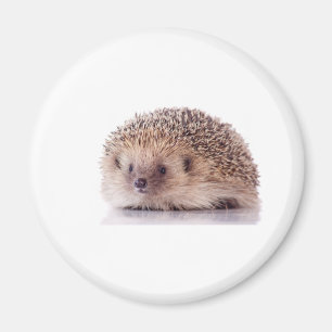 Íman Hedgehog,