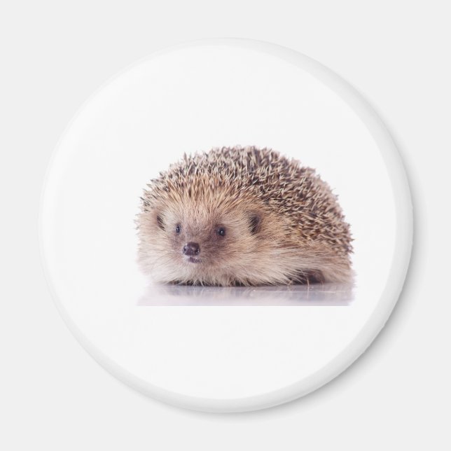 Íman Hedgehog, (Frente)